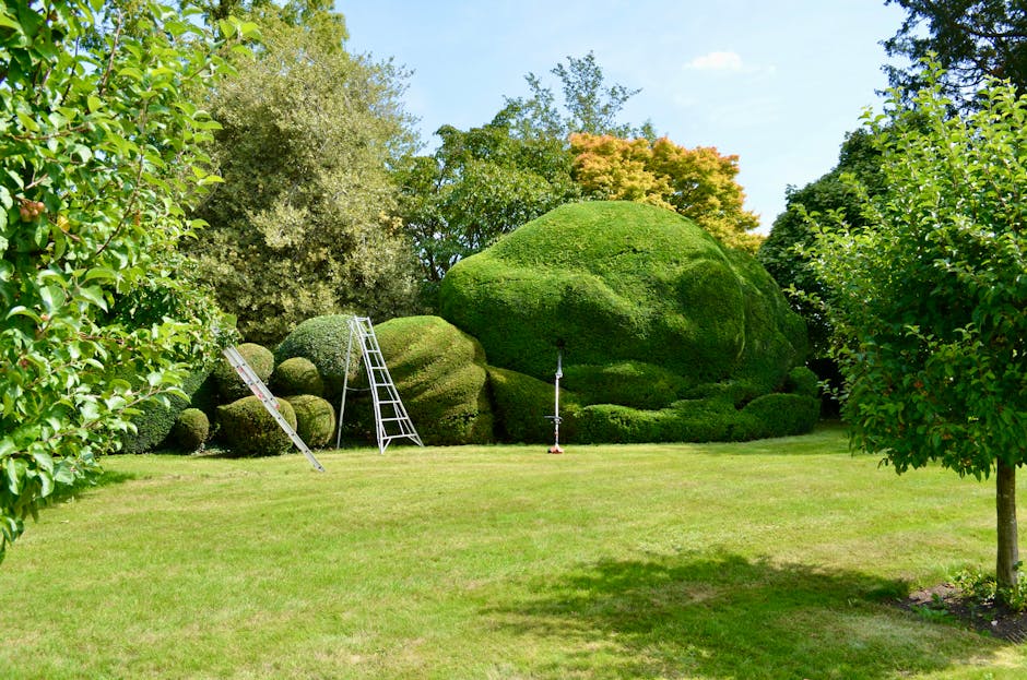 A well-maintained garden scene featuring a neatly trimmed lawn bordered by a variety of lush green trees and bushes. Several large, rounded topiary bushes, including a prominent large, dome-shaped shr